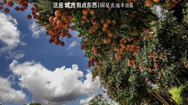 “荔枝自由”背后，是一个“千年难题”的解决丨这座城市有点东西