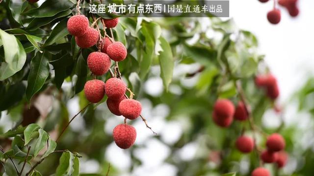 “荔枝自由”背后，是一个“千年难题”的解决丨这座城市有点东西